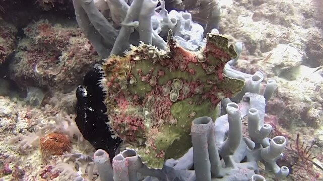 Observe a black giant frogfish at Sipadan Island, Indonesia. This cryptic fish remains still next to tube sponges and coral. The fish perfectly blends with its reef environment.
