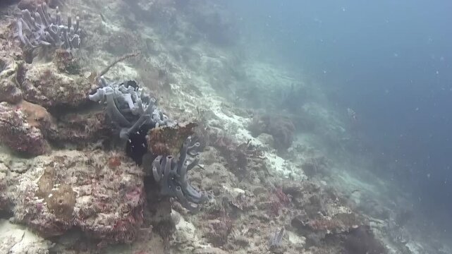 Observe a giant frogfish using exceptional camouflage to blend seamlessly into the vibrant coral reef environment. Shot in Sipadan Island, Indonesia, showing this predator's unique hunting technique.