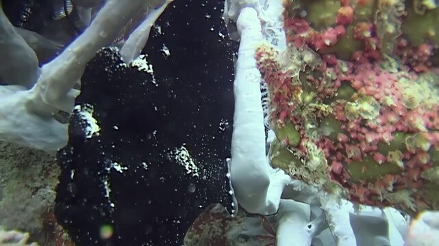 A black giant frogfish, also known as Commerson's frogfish, stays still near a coral garden. This is from underwater in Sipadan Island, Indonesia. A rare and amazing find