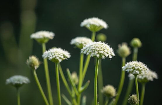 Ammi visnaga flowers bloom in garden meadow. Delicate white blossoms on tall green stems grow naturally. Soft light illuminates flora detail.