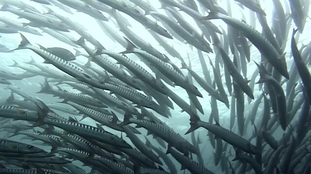 A massive school of Barracuda fish congregate and swirl in the crystal-clear waters near Sipadan Island, Indonesia. The sheer density of the fish creates a breathtaking underwater vortex.