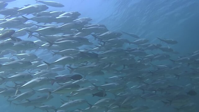 Witness a breathtaking sight off Sipadan Island, Malaysia. A massive school of fish moves and shimmers in the blue depths. Sunlight filters through the water, illuminating the marine life.