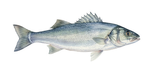 Obraz premium Realistic Watercolor Illustration of a Silver Sea Bass Fish Swimming with Detailed Scales and Fins