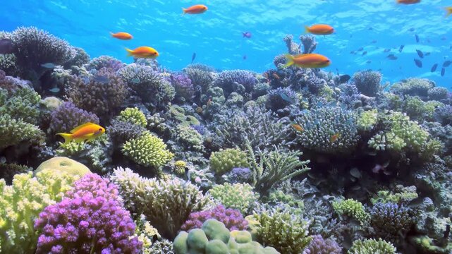 A colorful coral reef thrives with life beneath the clear blue water. Many different fish swim around the coral, creating a beautiful and lively underwater ecosystem on a sunny day.