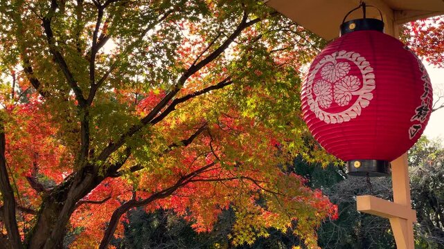 紅葉のもみじと赤い提灯