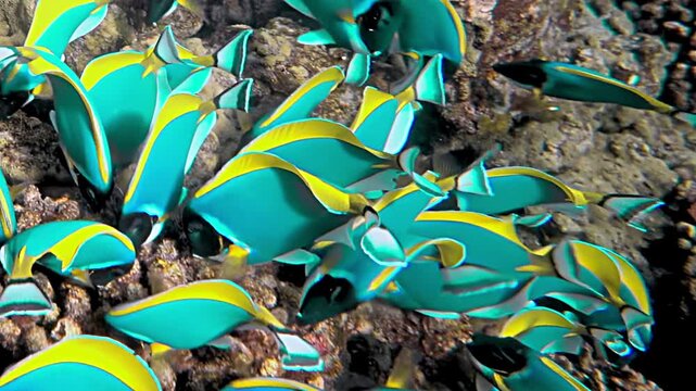 A mesmerizing school of dazzling turquoise and yellow fish navigates a sunlit coral reef. They swim with fluid grace around rocky formations and vibrant marine life during the day, showcasing nature's