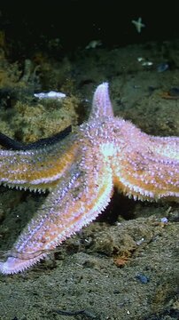 A lovely Starfish resting on the seabed. Captured in the Pacific Northwest during an afternoon dive. Other small life forms are visible around the sea star.