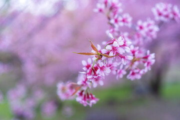 closeup cherry blossoms blooming or sakura on cherry blossom tree or tiger claw trees with blur pink flower garden background in winter at thailand for beauty in nature by prunus cerasoides with space