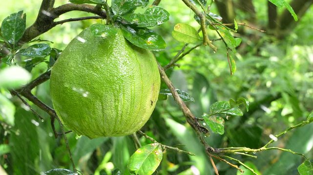 Macro of a fresh green pomelo fruit on branch being sprayed with water, healthy citrus fruit.