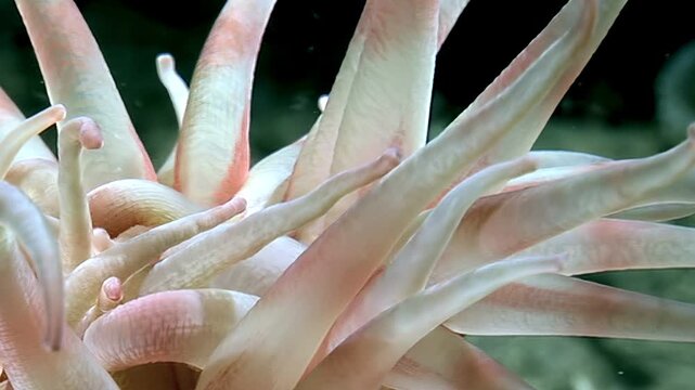 Aulactinia stella is seen underwater in the Arctic. Its soft tentacles wave gently in the cold water, delicate dance of life in this frigid habitat. This species is also known as Arctic star anemone.