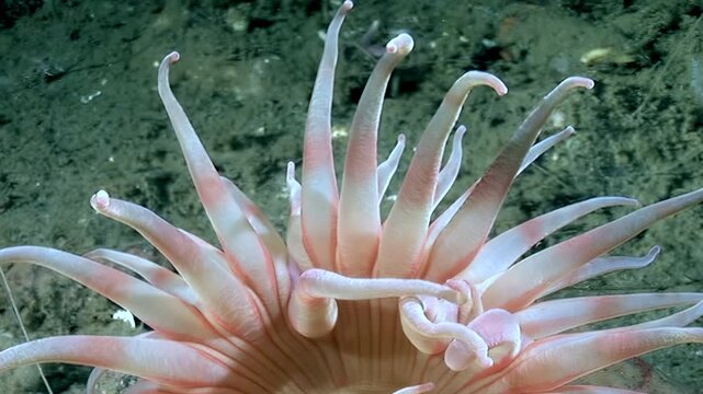 A close view of Aulactinia stella, a sea anemone, gently moving its tentacles under the Arctic waters. Delicate pink and white patterns on its body add to the beauty of this underwater invertebrate.