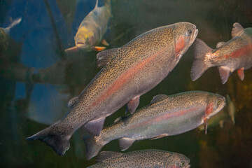 Rainbow trout swimming in clear freshwater habitat with diverse fish species