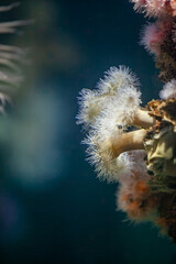 Colorful soft corals and sea anemones thriving in cold-water reef environment