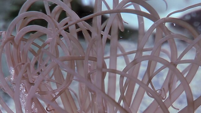 Delicate, swaying tentacles of the pachycerianthus fimbriatus, a tubular anemone worm, ripple gracefully in the cold waters of the Arctic Ocean. A captivating underwater spectacle.
