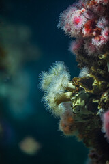 Colorful soft corals and sea anemones thriving in cold-water reef environment