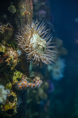 Delicate white sea anemones anchored to reef in cold-water marine ecosystem