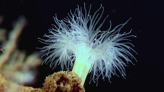 Observe the soft swaying of the Metridium senile in the cold Arctic. This beautiful sea anemone moves gracefully, its tentacles reaching out in the dark ocean.