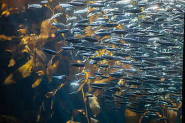 Sunlit kelp forest teeming with fish highlights marine biodiversity and ecological richness