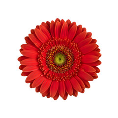Vibrant Red Gerbera Daisy Flower Close-up with Green Center on Abstract Background graphic