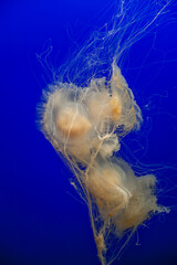 Fried egg jellyfish floating with trailing tentacles in vibrant blue marine environment