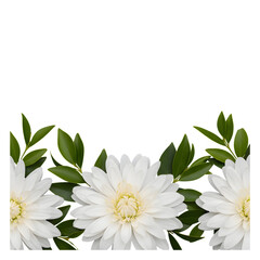White Dahlia Flowers and Green Leaves Border with Vertical Stripes Background Keywords: white dahlia, flower, floral, border, frame, green leaves, foliage, nature, spring