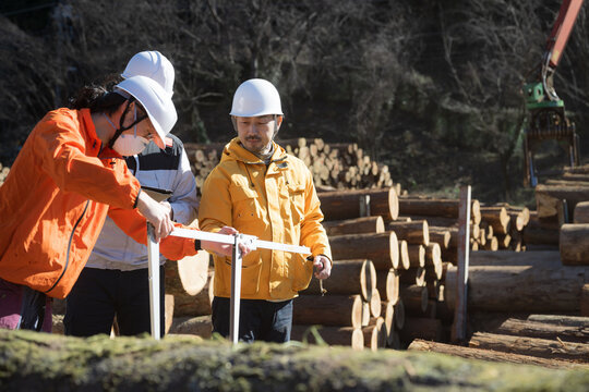Multiple individuals working in primary industries such as forestry Measuring logs with calipers, timber materials for real estate (Tama Timber Center Cooperative Property Permission Granted)
