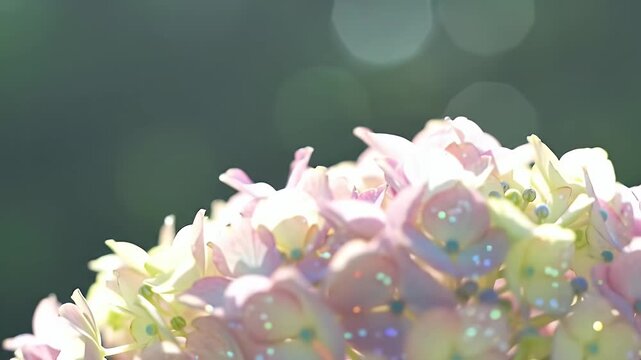 Close-Up of Delicate Pink and Green Hydrangea Blossoms with Dew Drops in Soft Focus