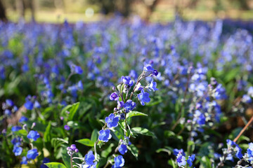 Small purple flowers blooming in the garden in spring