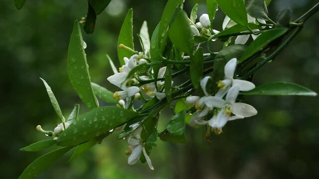 Pomelo flowers,Tiny pomelos grow on a pomelo tree
