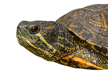 Fototapeta premium Red-eared slider turtle head and patterned shell close-up, showing detailed skin texture on transparent background