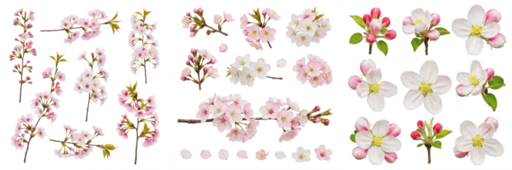 Fototapeten Kirschblüte Collection of beautiful pink cherry blossoms and apple tree flowers, spring floral elements with buds and branches, isolated on white background.  © Rama