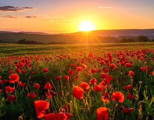 Fototapeta premium A serene field of vibrant red poppies at sunset