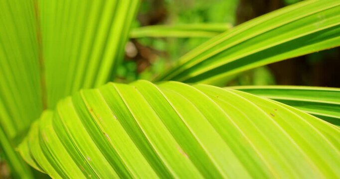 Close up green frond from young palm tree showing intricate natural pattern