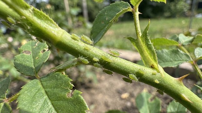 Tiny green aphids clustered along a rose stem in garden setting  
