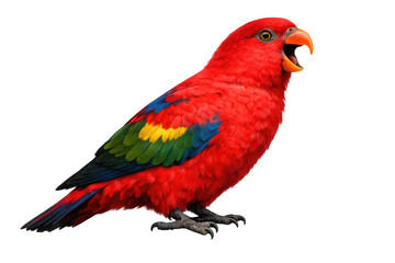 Obraz premium Red lory parrot squawking, showing colorful feathers, vibrant tropical bird wildlife with transparent background