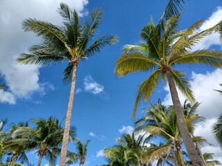 Palm Trees Against Tropical Blue Sky