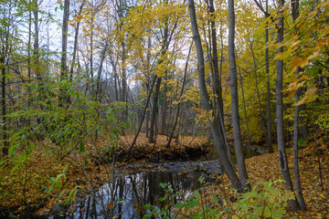 Obraz premium Golden autumn leaves cover the banks of a flowing stream
