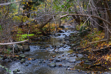 Obraz premium Golden autumn leaves cover the banks of a flowing stream