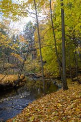 Obraz premium Golden autumn leaves cover the banks of a flowing stream