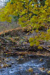 Obraz premium Golden autumn leaves cover the banks of a flowing stream