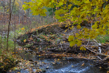 Obraz premium Golden autumn leaves cover the banks of a flowing stream
