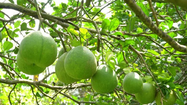 Close-up of organic green pomelos on a tree branch in bright morning sunlight, healthy fruit concept.