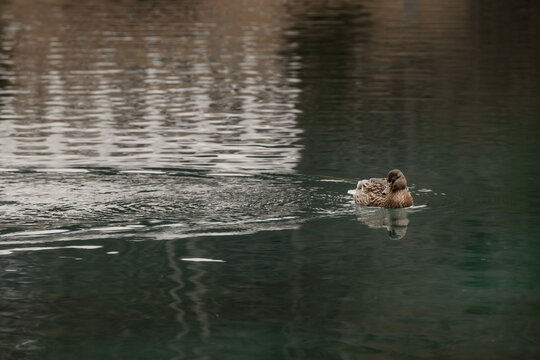 duck in the water