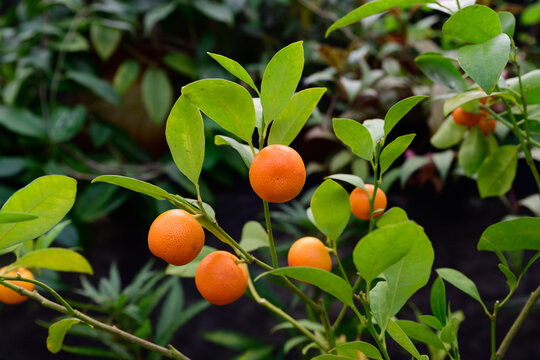 Ripe calamondin citrus fruits on branches with green leaves. Decorative citrofortunella microcarpa widely grown as indoor and garden plant.