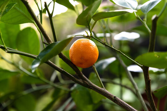 Single ripe calamondin fruit hanging on a branch with green leaves. Close up of citrofortunella citrus hybrid with textured orange skin.