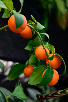Close up of Pavlovsky bitter orange fruits Citrus aurantium on branch with smooth peel and green leaves in natural garden setting