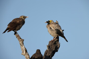 The wattled starling (Creatophora cinerea) is a nomadic resident bird in eastern and southern Africa. This photo was taken in Kruger National Park, South Africa.