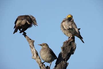 The wattled starling (Creatophora cinerea) is a nomadic resident bird in eastern and southern Africa. This photo was taken in Kruger National Park, South Africa.