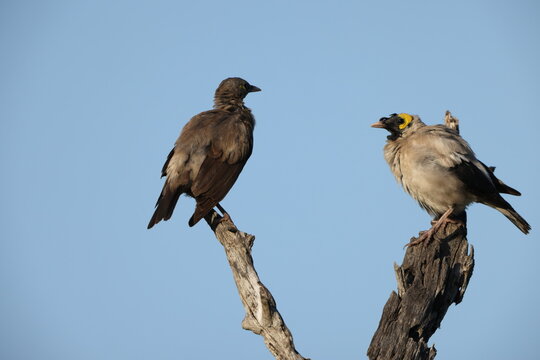 Martial eagle (Polemaetus bellicosus) fighting with black-winged kite (Elanus caeruleus caeruleus) in Kruger National Park, South Africa.