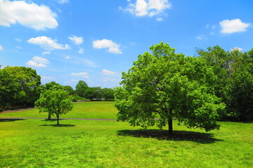 青空、白い雲、緑の木々、芝生の広場、風景3 © ken1344